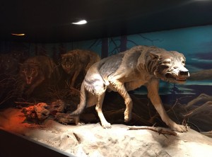 The Dire Wolf © George C Page Tarpits museum